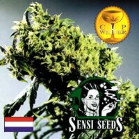 Sensi Seed Bank - Northern Lights #5 x Haze