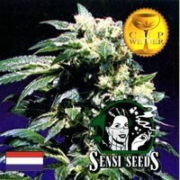 Sensi Seed Bank - Northern Lights - indica