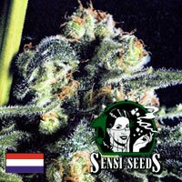 Sensi Seed Bank - Sensi Skunk - outdoor