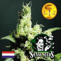 Sensi Seed Bank - Silver Haze