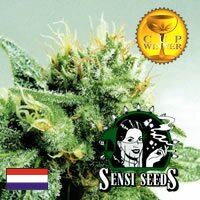 Sensi Seed Bank - Silver Pearl - outdoor