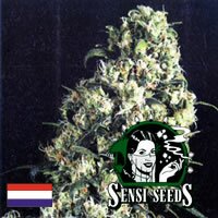 Sensi Seed Bank - Skunk #1 - ourdoor