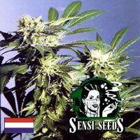 Sensi Seed Bank - Skunk Kush