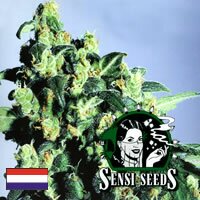 Sensi Seed Bank - Super Skunk - outdoor