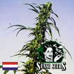 Sensi Seed Bank - Fruity Juice