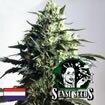 Sensi Seed Bank - Mothers Finest