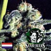 Sensi Seed Bank - Sensi Skunk