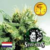 Sensi Seed Bank - Silver Pearl