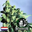 Sensi Seed Bank - Super Skunk