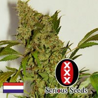 Serious Seeds Chronic SATIVA