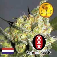 Serious Seeds - White Russian - outdoor