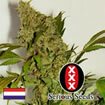 Serious Seeds Chronic