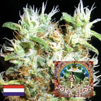 Soma Seeds Buddha's Sister - Indica