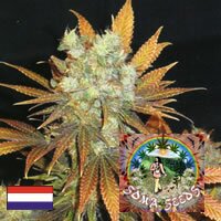 Soma Seeds - Somango - INDICA