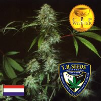 T.H.Seeds Bubblegum-SATIVA