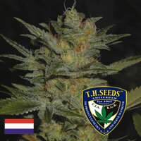 T.H.Seeds Heavy Duty Fruity