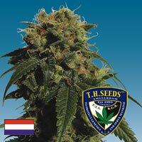 T.H.Seeds - Mr. Bubble - SATIVA