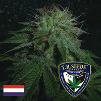 T.H.Seeds - Stinky Pinky - indica