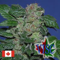 Vancouver Island Seed Co. Sweet