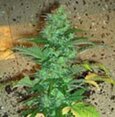 N 1- regular autoflowering -short stuff - cannabis seeds