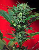 sweet seeds - Speed Devil - Auto - feminized