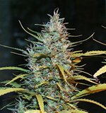 Crystal White-Spliff Seeds feminized