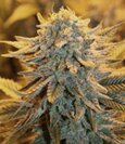 Dutch Automatic-Spliff Seeds feminized