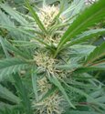 Early Spliff-Spliff-Seeds-feminized