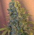 Jack Horror-Spliff Seeds feminized