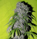 Neville's Haze-Spliff Seeds feminized