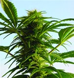 Northern-Light-Spliff Seeds feminized