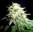 Power Plant-Spliff Seeds feminized