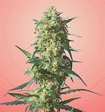 Strawberry-Spliff Seeds feminized