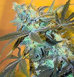 White-Widow-Spliff Seeds feminized