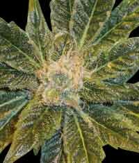 World of Seeds - Star 47 - feminized