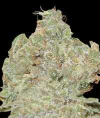 World of Seeds - Strawberry Blue - feminized