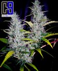 Super-Haze-fem-CH9 seeds