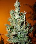 Jamaican Grape - Secret Valley Seeds