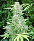 Top Dollar - Secret Valley Seeds