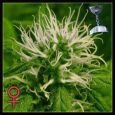 Green house seeds - Cheese - Feminized