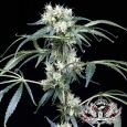 Green House Seeds NL5 Haze Mist - Feminized