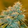 DNA genetics Chocolope Feminized