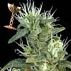 Greenhouse Seed Co. Big Bang - Feminized