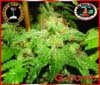 Big Buddha G Bomb Feminized