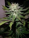 Next Generation Seeds Gold Seal Grapefruit Diesel outdoor