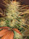 paradise seeds ice cream feminized