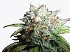 Next Generation Seeds Gold Seal Romulan Diesel