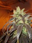 Paradise Seeds - Spoetnik 1 - Feminized