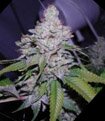 Paradise Seeds - White Berry - feminized