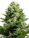 Big Buddha seeds - The Original Cheese - feminized